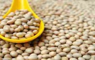 Soya, kadınlar için gerçek